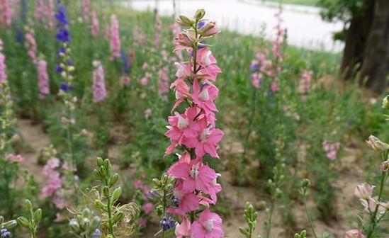 藿香蓟花的花语与传说（神秘的藿香蓟花，传递着无声的信息）