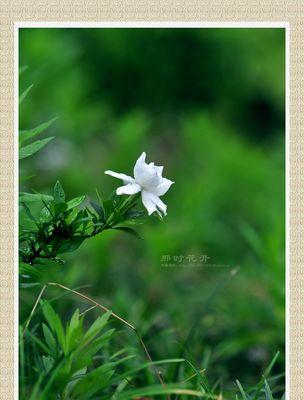 栀子花开，寓意深长（探寻栀子花开的美妙寓意）