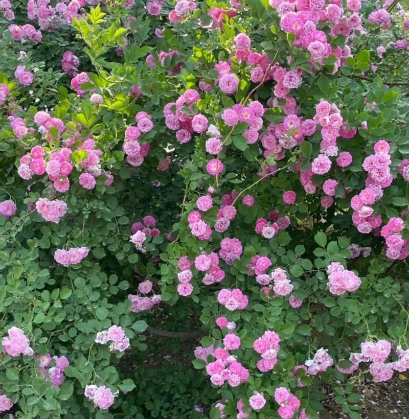 橘色蔷薇花的浪漫寓意（探索橘色蔷薇花语的深层意义）