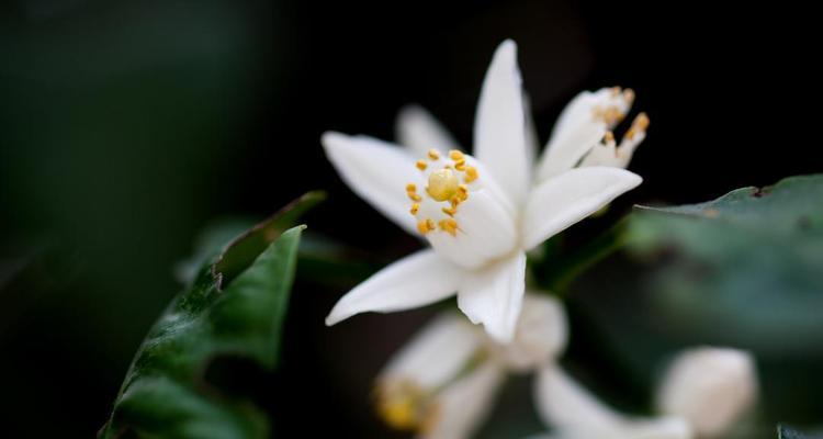 橘子花的象征意义及文化内涵（橘子花）