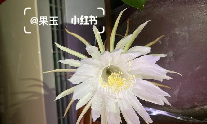 昙花之谜（探寻昙花与生肖的深刻关联）