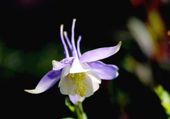 耧斗菜花语与寓意（耧斗菜花语与寓意，探寻传说中的力量）