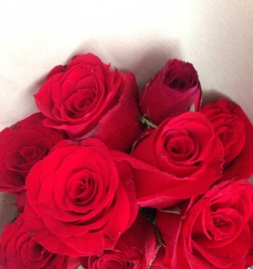 11朵红玫瑰代表的花语及其含义（探索11朵红玫瑰所传达的浪漫情感和深刻内涵）