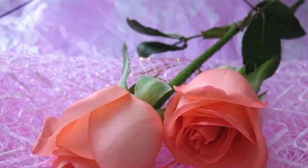 11朵玫瑰花语之浪漫表白（11朵玫瑰花语的含义及传达方式）