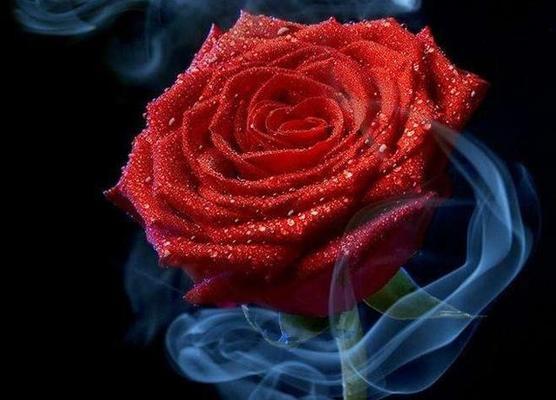 12朵玫瑰花的花语与意义（玫瑰花的不同颜色代表的含义）
