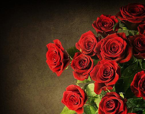 12朵玫瑰的花语之意义解读（用花语传递真挚情感的艺术）