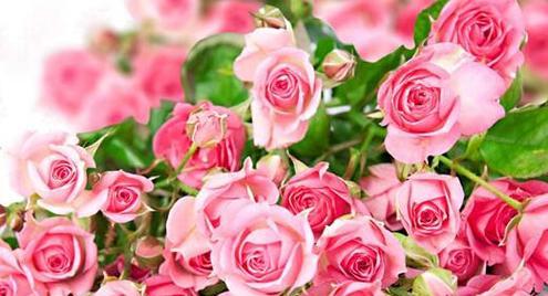 12朵玫瑰的花语之意义解读（用花语传递真挚情感的艺术）