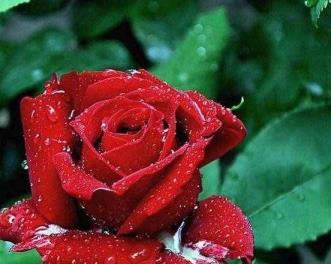 16朵红玫瑰的花语意义（红玫瑰的浪漫与热情）