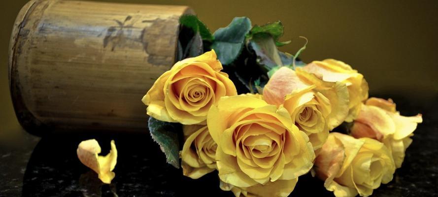 黄玫瑰花语的深刻含义（一朵朵黄玫瑰传递的情感与祝福）