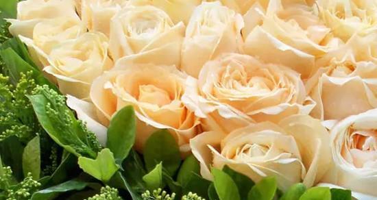 16朵玫瑰的花语及其意义（探寻玫瑰花的深层含义，解读16朵玫瑰的花语之美）