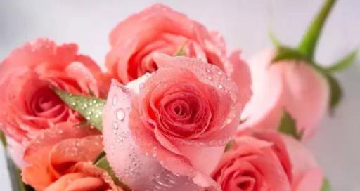 17朵玫瑰的花语与意义（传达浪漫、承诺和爱的17朵玫瑰花语）