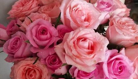 17朵玫瑰花的花语秘密（揭开17朵玫瑰花的意义及传达的情感）