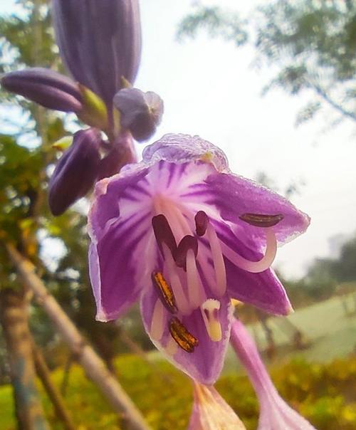 紫萼的花语与文化背景（揭开紫萼花的神秘面纱）