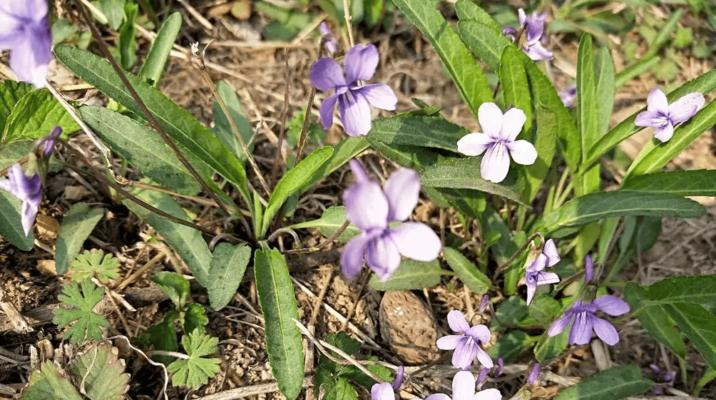 紫花地丁花的花语及寓意（探寻紫花地丁花的神秘花语和多重寓意）