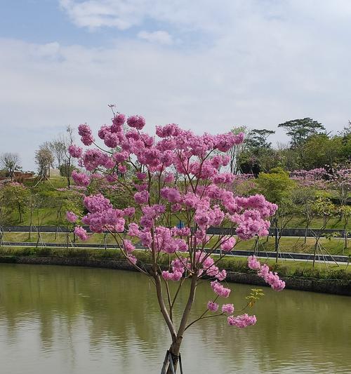 紫花风铃木花语的深意（解读紫花风铃木花语，透视心灵的秘密）