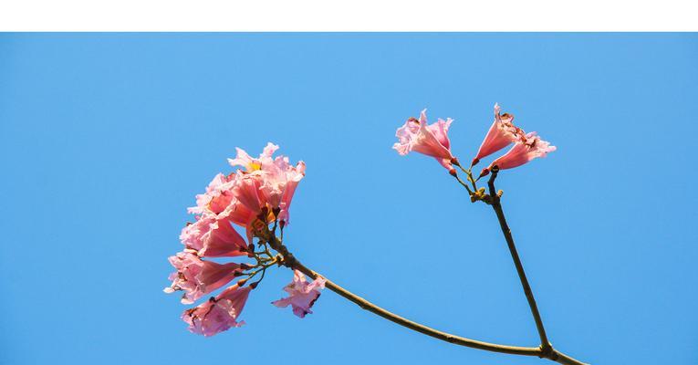 紫花风铃木花语的深意（解读紫花风铃木花语，透视心灵的秘密）