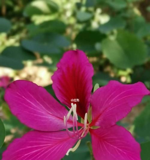 紫荆花的象征意义（探秘紫荆花在文化中的重要地位）