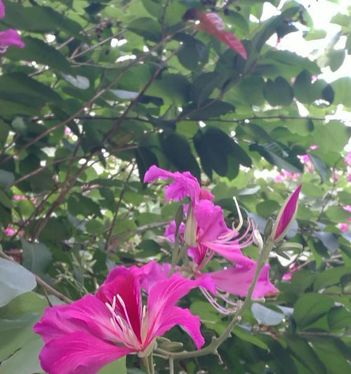 紫荆花的象征意义（探秘紫荆花在文化中的重要地位）