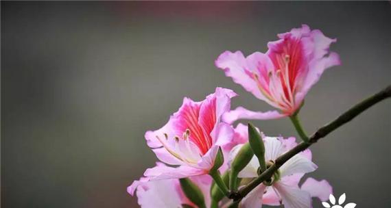 宫粉紫荆花的花语之美（探索宫粉紫荆花花语的深意）