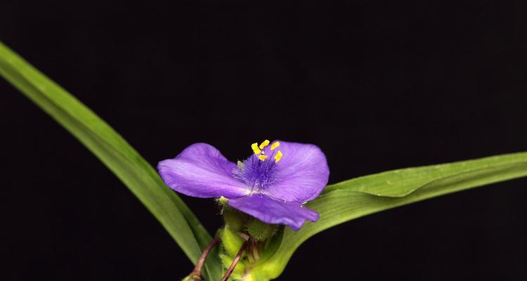 紫露草，寄托希望的花海（祝福的花语与内涵）