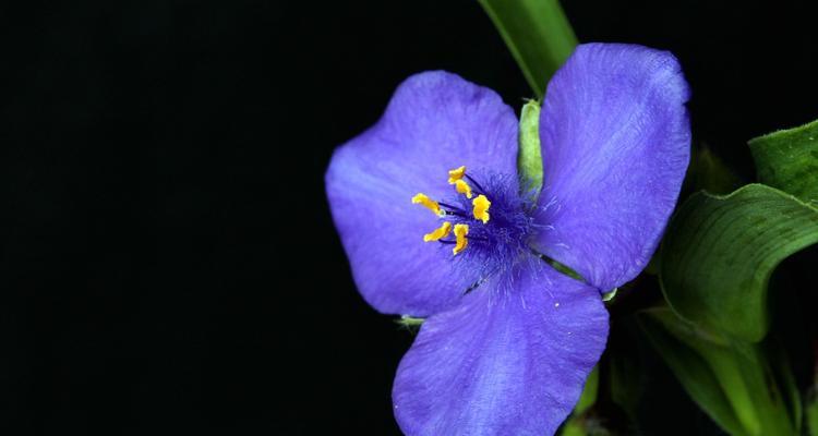 紫露草，寄托希望的花海（祝福的花语与内涵）