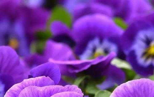 紫罗兰的花语（透过紫罗兰的花语，了解它背后的含义与象征）