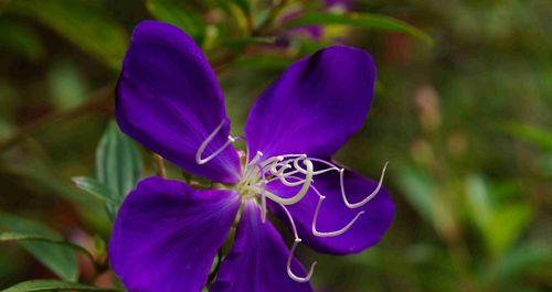 紫罗兰花的花语及其意义（传递美丽与祝福的紫罗兰花语）