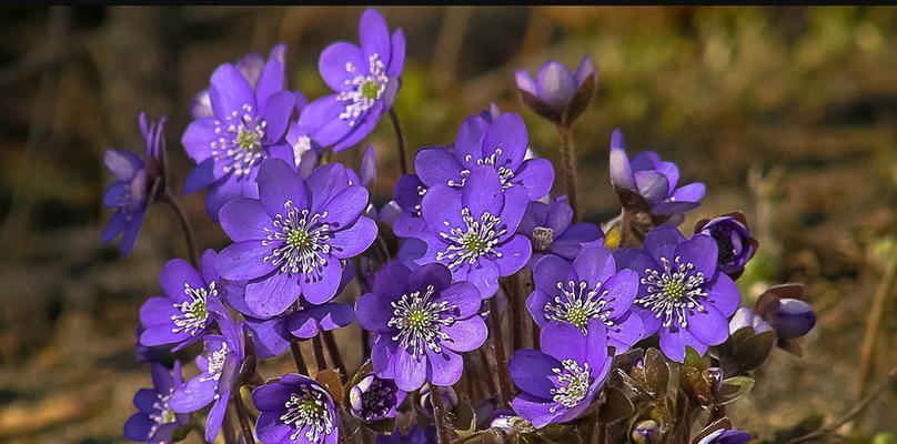 紫罗兰花的花语及其意义（传递美丽与祝福的紫罗兰花语）