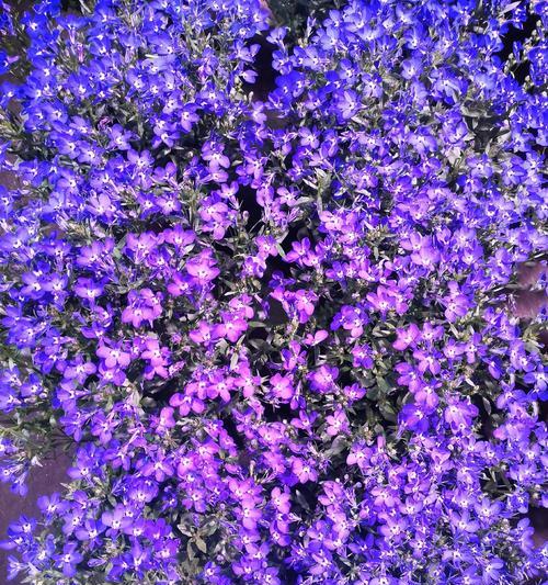 紫罗兰花的寓意与意义（揭示紫罗兰花的神秘与美丽）