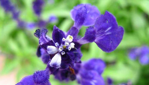 紫罗兰花的象征意义及花语解析（探寻紫罗兰花的内涵和传递的情感信息）