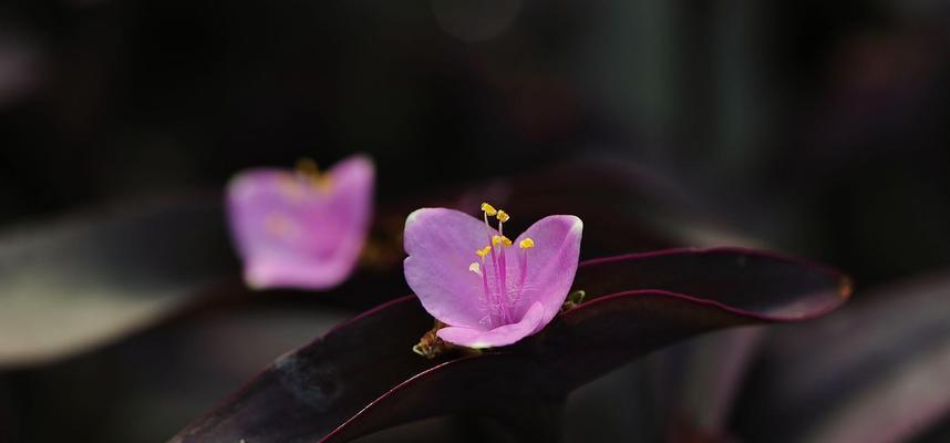 紫罗兰花语——寄托永恒的爱与思念（紫罗兰花语的意义及其象征的美好感情）