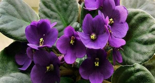 紫罗兰花语及适合送给的人群（传递爱意与祝福的花卉选择，解读紫罗兰的花语）