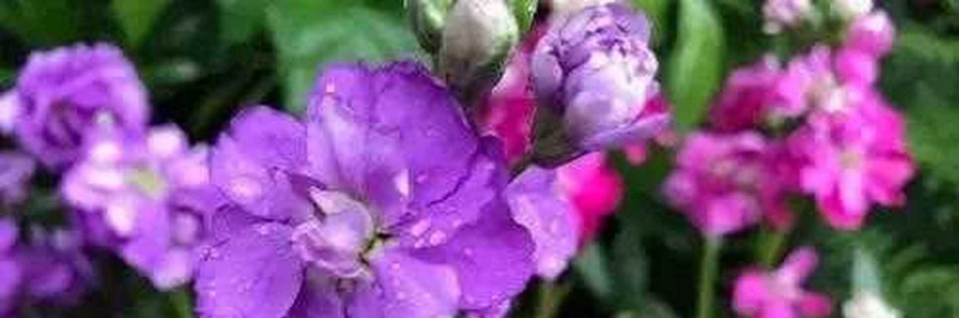 紫罗兰花语之美——寓意与传承（探寻紫罗兰花语的深层意义与文化传承）