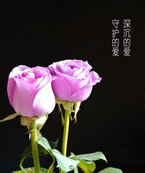 紫玫瑰的象征意义及传承（深邃神秘，以紫玫瑰解读多重寓意）