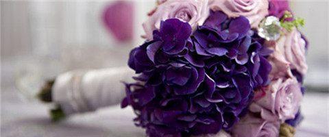 紫玫瑰花语（探寻紫玫瑰的花语及其象征的爱情的内涵）