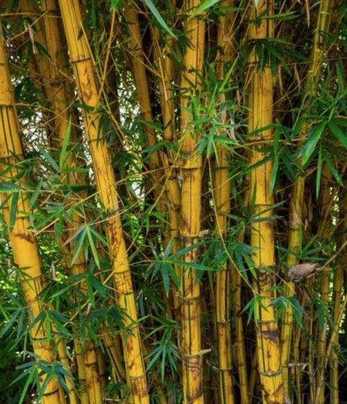 竹子的种类和特点（从多角度了解竹子的多样性）