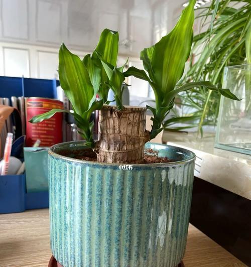 探究土培植物的栽培技巧（从选种到施肥全方位指导）