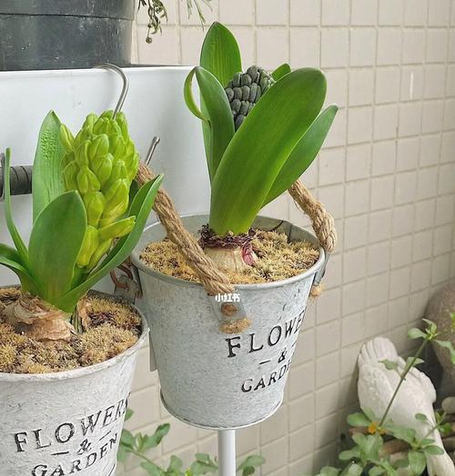 探究土培植物的栽培技巧（从选种到施肥全方位指导）