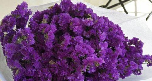紫色花朵的花语之美（探寻紫色花朵的奇妙花语世界）