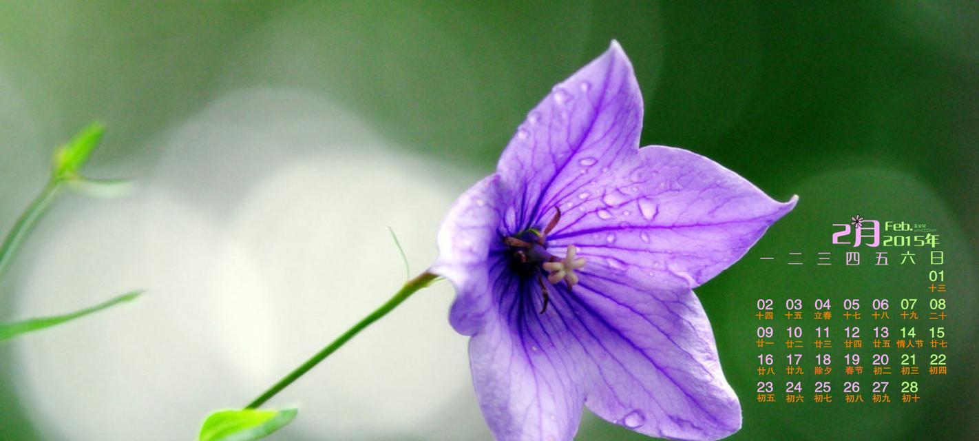 紫色花朵的花语之美（探寻紫色花朵的奇妙花语世界）