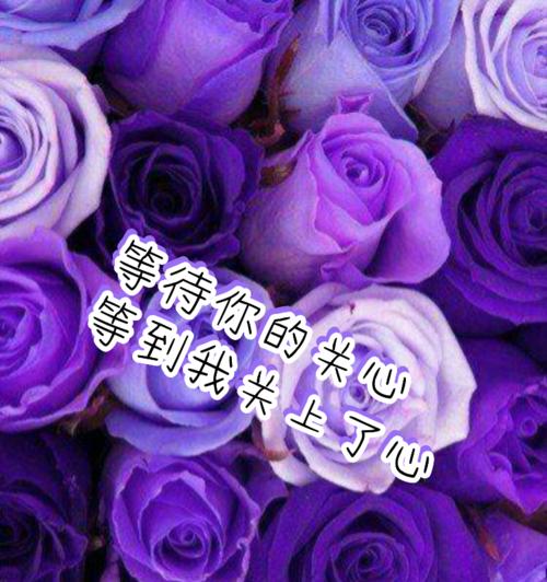 紫色玫瑰花的寓意与美（探索紫色玫瑰花的神秘之美）