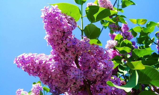 紫色丁香花语（丁香花的意义与传承）