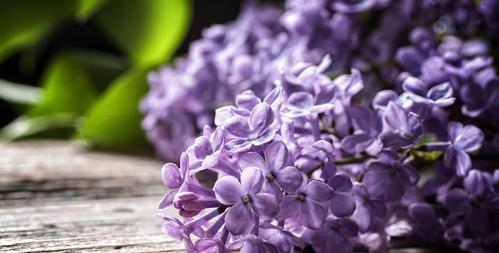 紫色丁香花语（丁香花的意义与传承）