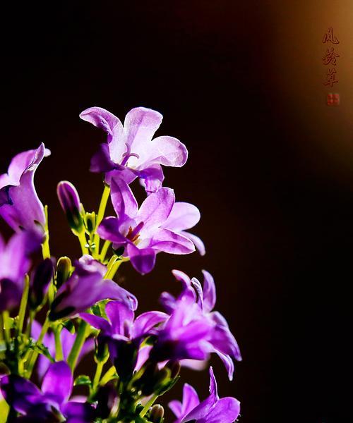 紫色风铃草的花语与意义（探寻紫色风铃草所代表的美好愿望）