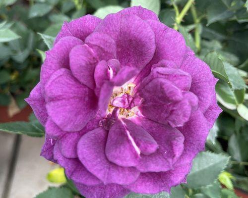 紫色玫瑰的意义与象征（解析紫色玫瑰的深层含义，探索其在文化与心理上的影响力）