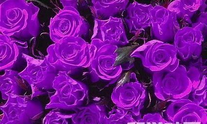 紫色玫瑰的花语与象征（深情不变，神秘而高贵）