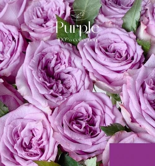 紫色玫瑰的花语（传递永恒的情感，用紫色玫瑰表达你的心意）