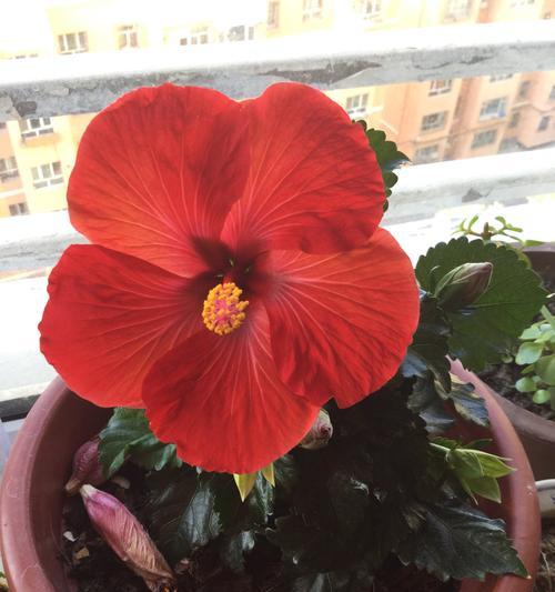 如何让木槿花茂盛生长？（以养护技巧提高木槿花生长率）