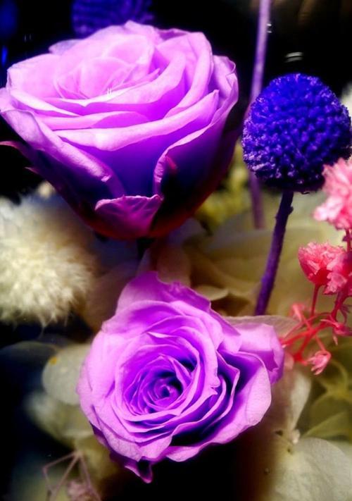 紫色玫瑰的寓意和象征意义（解读紫色玫瑰）