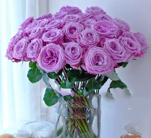 紫色玫瑰的寓意与意义（解读紫色玫瑰的神秘与浪漫）